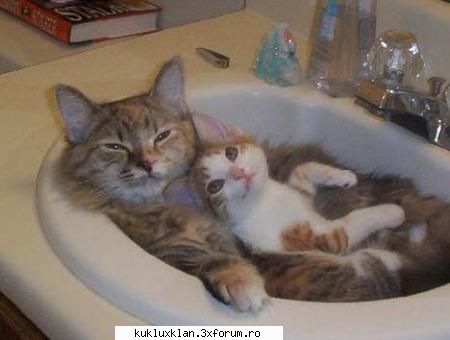 Cele mai penale poze - Well..that`s what I call...cats:) - De ras